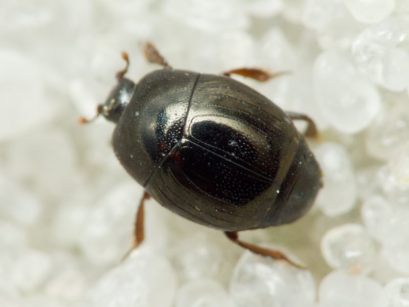 Histeridae Gyllenhal, 1808